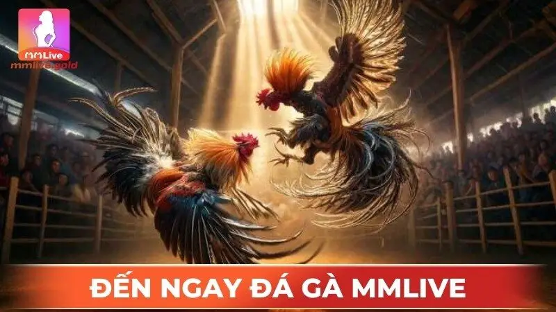 Tìm hiểu đá gà trên MMLive
